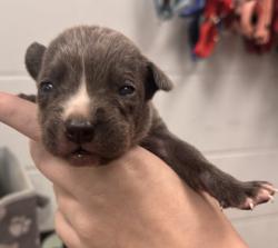 Shelter Stray Male Dog last seen Near Hardesty Ave, 64127, MO, 7077 Elmwood Ave, Kansas City, MO 64132, USA
