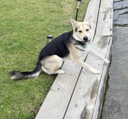 Lost Male Dog last seen Leewood Court, Seven Lakes, NC 27376