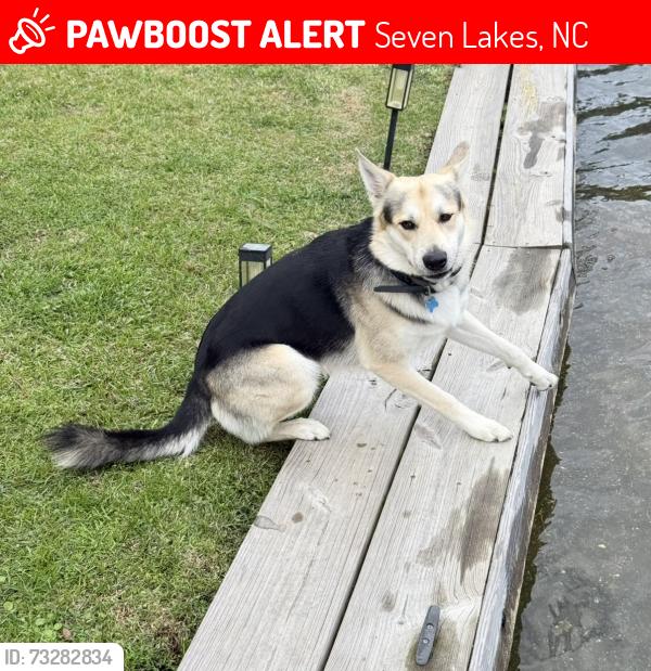 Lost Male Dog last seen Leewood Court, Seven Lakes, NC 27376