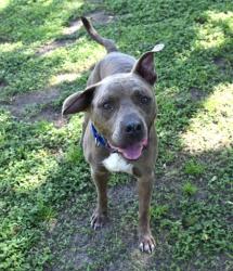 Shelter Stray Male Dog last seen Parkview Lanes Bowling Alley, Holder, FL, 4030 S Airport Rd, Inverness, FL 34450, USA
