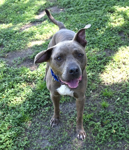Shelter Stray Male Dog last seen Parkview Lanes Bowling Alley, Holder, FL, 4030 S Airport Rd, Inverness, FL 34450, USA
