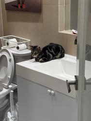Lost Male Cat last seen Bird road, Miami, FL 33185