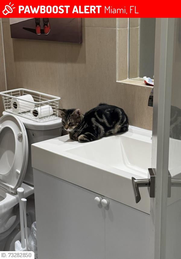 Lost Male Cat last seen Bird road, Miami, FL 33185