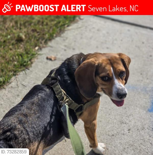 Lost Male Dog last seen Leewood Court, Seven Lakes, NC 27376