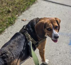 Lost Male Dog last seen Leewood Court, Seven Lakes, NC 27376