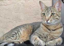 Found/Stray Unknown Cat last seen Near Pine Road Elementary School, Bryn Athyn, PA 19116