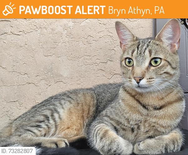 Found/Stray Unknown Cat last seen Near Pine Road Elementary School, Bryn Athyn, PA 19116