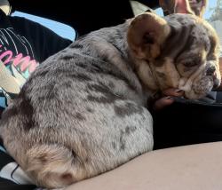 Reunited Male Dog last seen hwy 121 and beach street, Haltom City, TX 76117