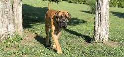 Reunited Male Dog last seen Cedar Niles - S Lakeshore and 131st, Olathe, KS 66061