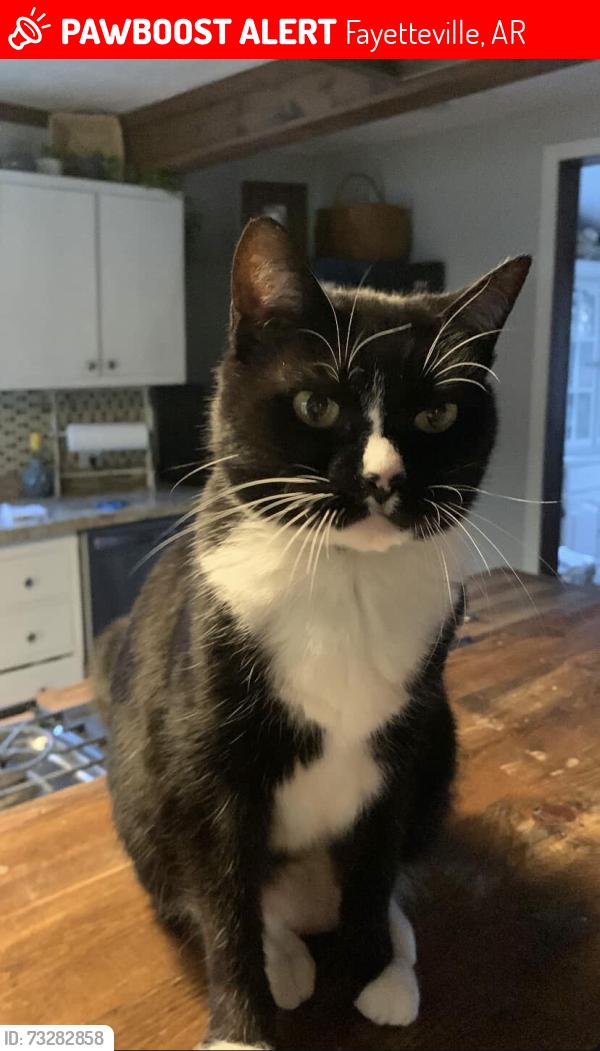 Lost Female Cat last seen Gregg Ave, Fayetteville, AR 72703
