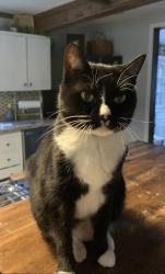 Lost Female Cat last seen Gregg Ave, Fayetteville, AR 72703