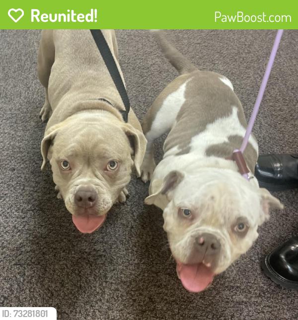 Reunited Male Dog last seen Mine Hill twp, NJ, USA, Mine Hill Township, NJ 07803