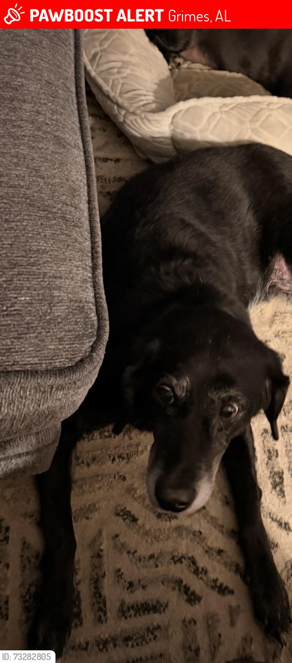 Lost Female Dog last seen Napier field, Midland City, AL 36350