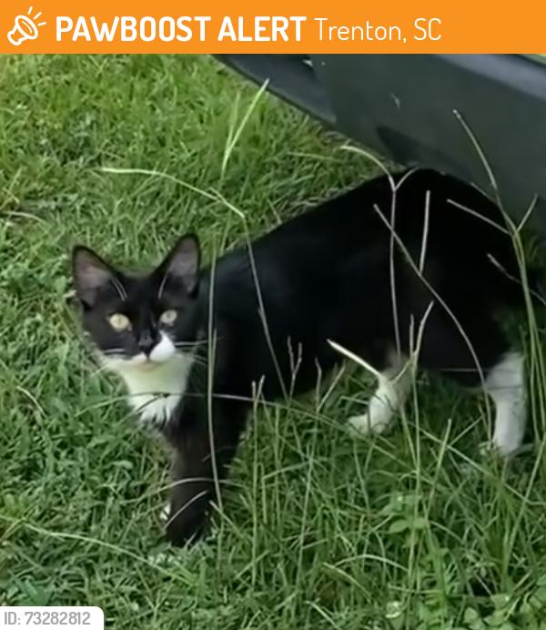 Found/Stray Female Cat last seen Woodward Lake Rd, Bettis Academy Rd, near Twin Lakes Airpark, Trenton, SC 29847