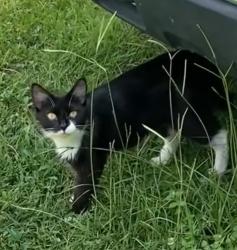 Found/Stray Female Cat last seen Woodward Lake Rd, Bettis Academy Rd, near Twin Lakes Airpark, Trenton, SC 29847