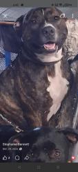 Lost Male Dog last seen Aspire health care, Orlando, FL 32810