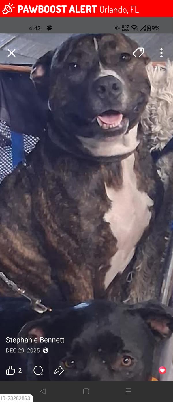 Lost Male Dog last seen Aspire health care, Orlando, FL 32810