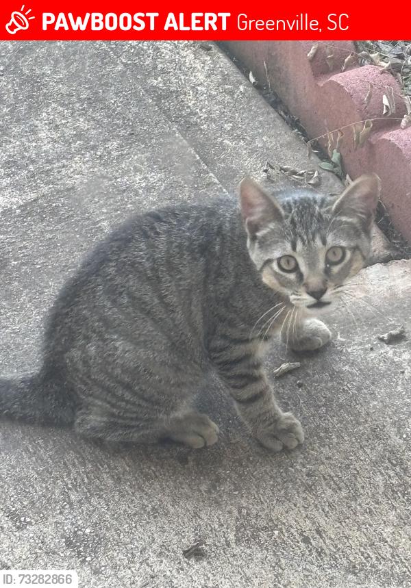 Lost Female Cat last seen Standing Springs, Greenville, SC 29605