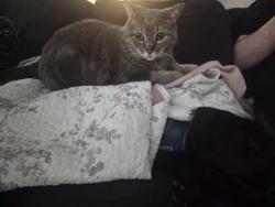 Reunited Female Cat last seen 24th st and Crowchild, Calgary, AB T3E 1T1