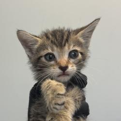 Shelter Stray Male Cat last seen barret junction, Dulzura, CA, 91917, 5500 Gaines St, San Diego, CA 92110, USA
