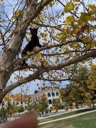 Reunited Female Cat last seen LaLaLand Brentwood, Los Angeles, CA 90049
