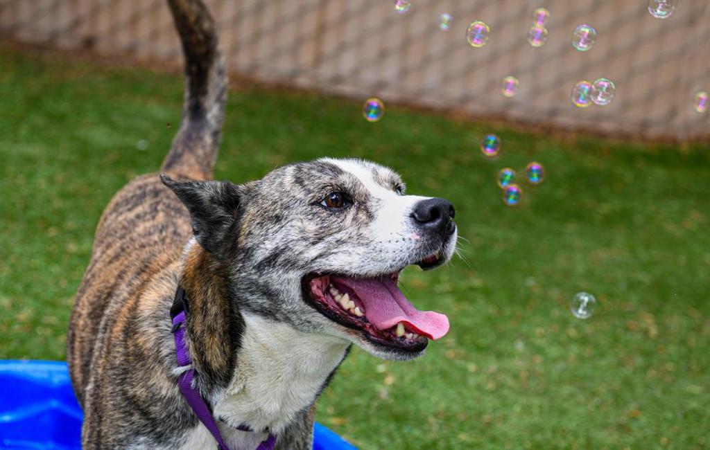 Shelter Stray Male Dog last seen Near W 7th, Escondido, CA, 92025, Escondido, CA 92027, USA