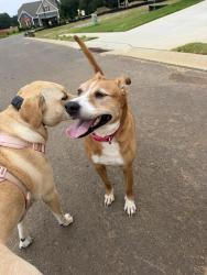 Found/Stray Female Dog last seen Cherry Fields Neighborhood off of Dover road in woodlawn, Clarksville, TN 37042