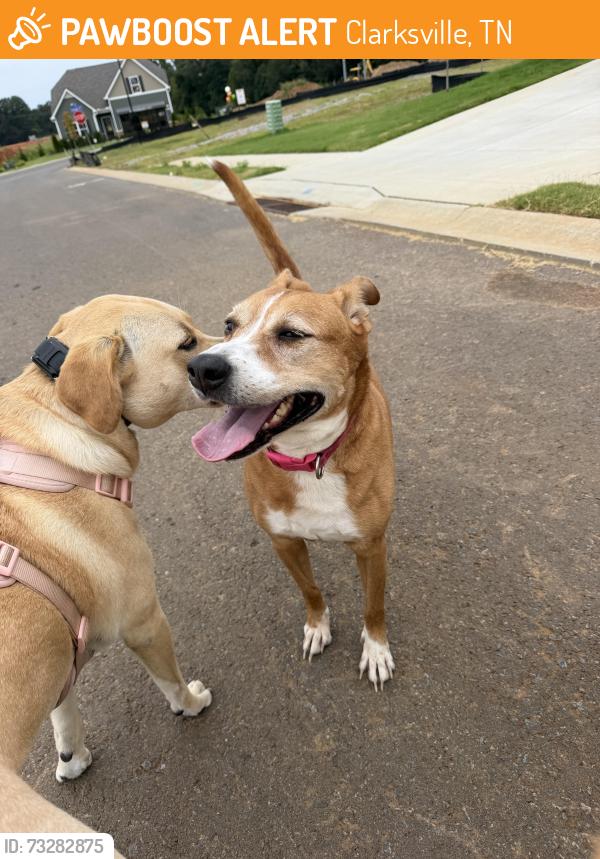 Found/Stray Female Dog last seen Cherry Fields Neighborhood off of Dover road in woodlawn, Clarksville, TN 37042