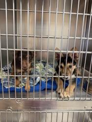 Shelter Stray Male Dog last seen Near Ainez Drive, AUSTIN, TX, 78744, 7201 Levander Loop bldg a, Austin, TX 78702, USA