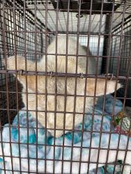 Shelter Stray Male Cat last seen Near Decker Lane, AUSTIN, TX, 78724, 7201 Levander Loop bldg a, Austin, TX 78702, USA