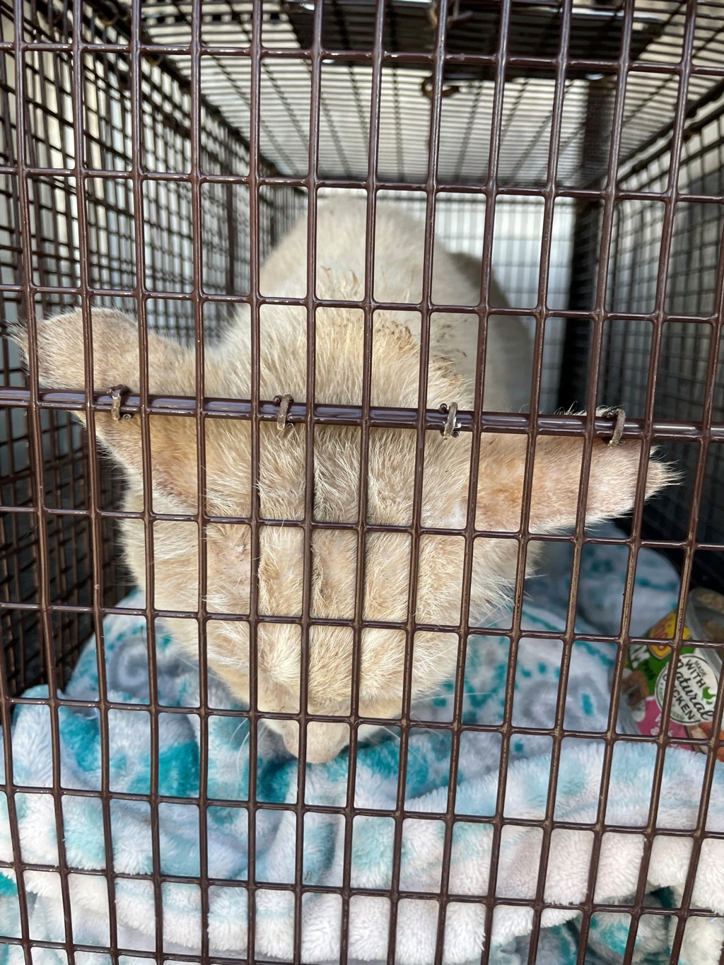 Shelter Stray Male Cat last seen Near Decker Lane, AUSTIN, TX, 78724, 7201 Levander Loop bldg a, Austin, TX 78702, USA