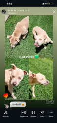 Reunited Male Dog last seen Near N Klondyke St, Tampa, FL 33604