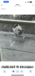 Found/Stray Unknown Cat last seen Studio 6 Corona, Corona, CA 92882