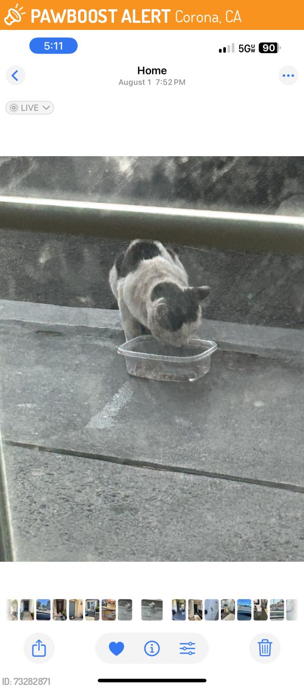 Found/Stray Unknown Cat last seen Studio 6 Corona, Corona, CA 92882