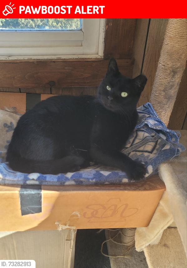 Lost Male Cat last seen Pindale rd carlisle pa, Lower Frankford Township, PA 17015