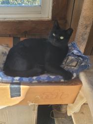 Lost Male Cat last seen Pindale rd carlisle pa, Lower Frankford Township, PA 17015
