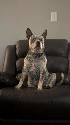 Lost Male Dog last seen Southside, TN, Montgomery County, TN 37171