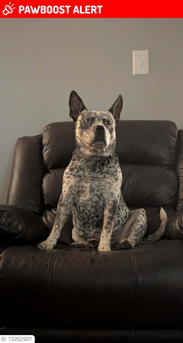Lost Male Dog last seen Southside, TN, Montgomery County, TN 37171