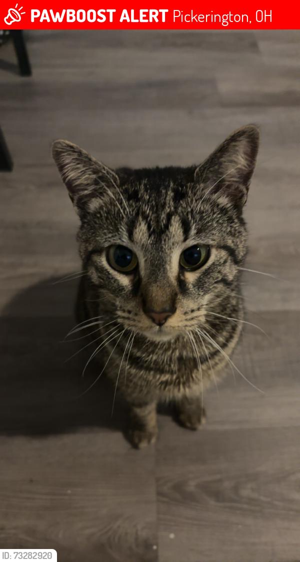 Lost Male Cat last seen Left home, Pickerington, OH 43147