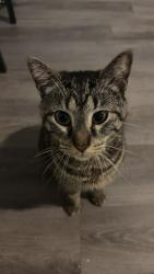 Lost Male Cat last seen Left home, Pickerington, OH 43147