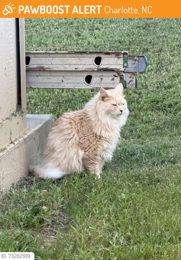 Found/Stray Unknown Cat last seen Brawley lane c, Charlotte, NC 28215
