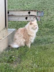 Found/Stray Unknown Cat last seen Brawley lane c, Charlotte, NC 28215