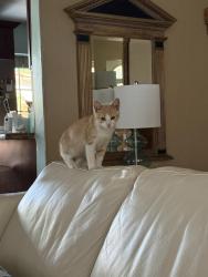 Found/Stray Male Cat last seen NE. 16th Ave., Pompano Beach, FL 33060