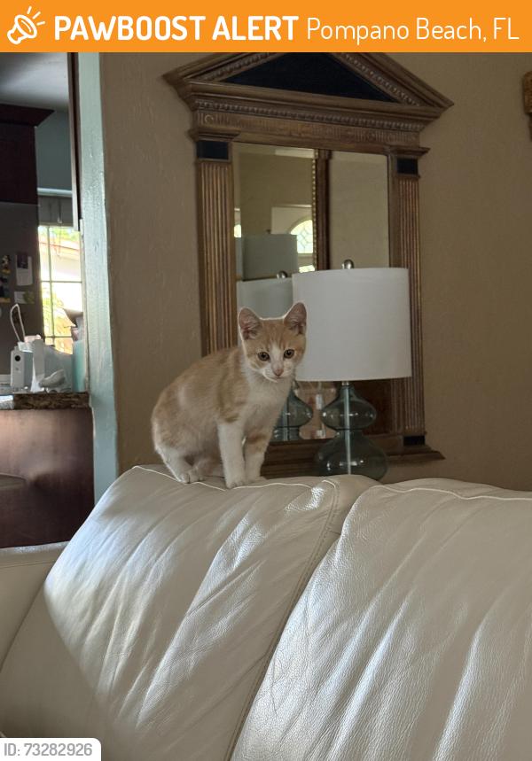 Found/Stray Male Cat last seen NE. 16th Ave., Pompano Beach, FL 33060