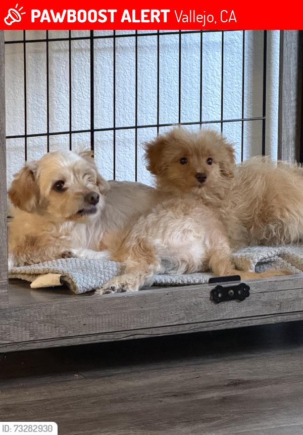 Lost Male Dog last seen mini drive & volcano ct, Vallejo, CA 94589