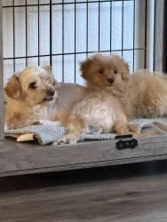Lost Male Dog last seen mini drive & volcano ct, Vallejo, CA 94589