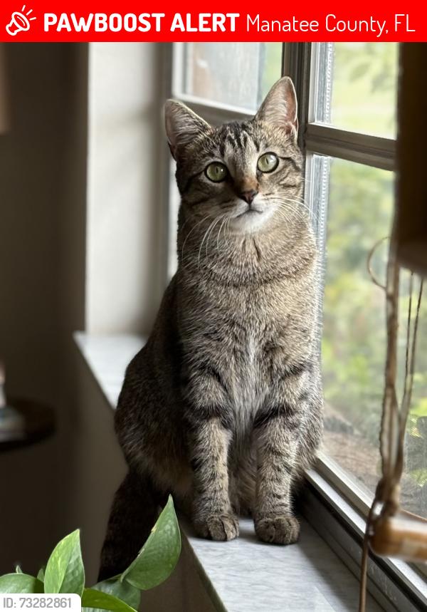 Lost Female Cat last seen Sarabay Country Club, Willow and Magellan, Sarasota, FL 34243