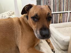 Reunited Male Dog last seen Del Mar Fairgrounds, Solana Beach, CA 92075