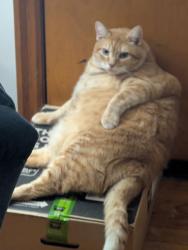 Reunited Male Cat last seen Westside, Charleston, WV 25302