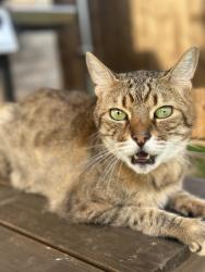 Reunited Male Cat last seen Banderista, Royse City, TX 75189
